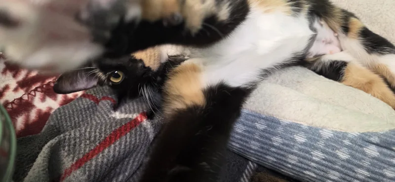 A young medium-sized female Calico Domestic Short Hair cat named Liberty for adoption in Hartville, OH