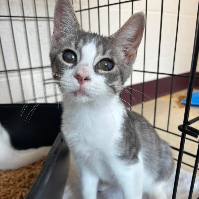 A baby small-sized male Gray / Blue / Silver Domestic Short Hair cat named Snoopy for adoption in Waynesboro, PA