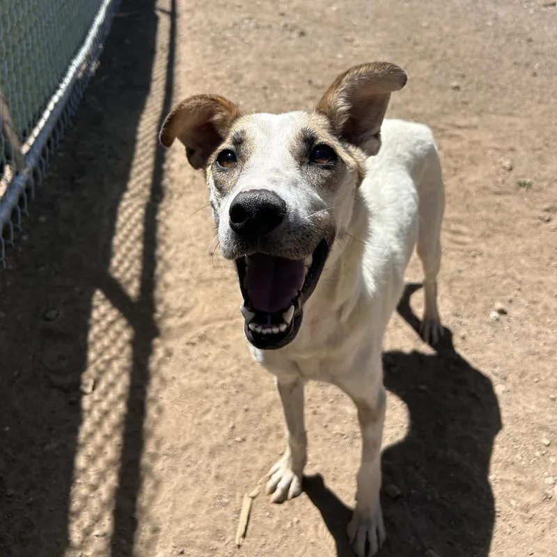 An adult medium-sized female White / Cream Australian Shepherd dog named Maple for adoption in Flagstaff, AZ