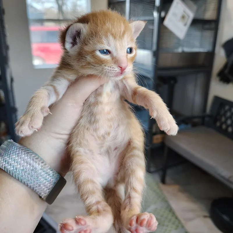 A baby small-sized male Orange / Red Domestic Short Hair cat named Chili for adoption in Osawatomie, KS