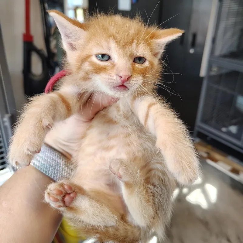 Chili thumbnail 2
