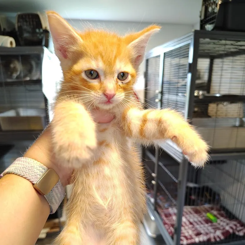 Chili thumbnail 3