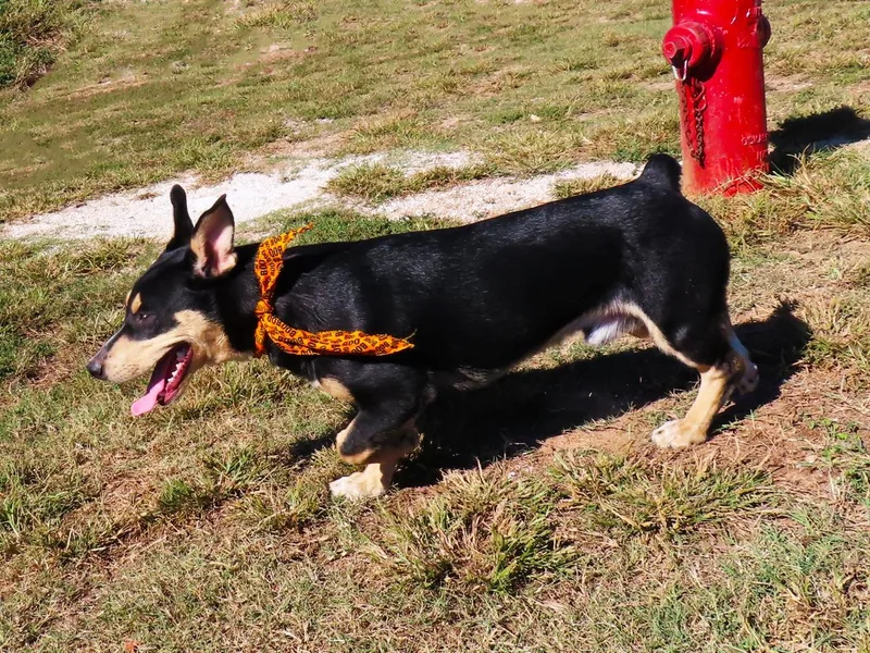 A baby medium-sized male Corgi dog named Scrappy CA for adoption in Rogers, AR