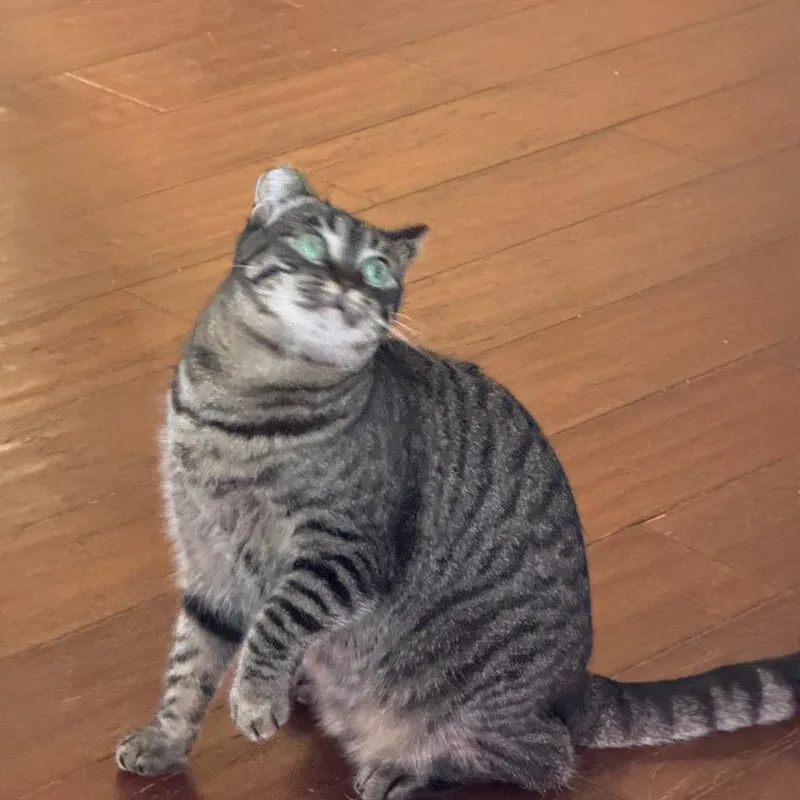 An adult medium-sized female Gray / Blue / Silver Domestic Short Hair cat named Abby for adoption in Long Beach, CA