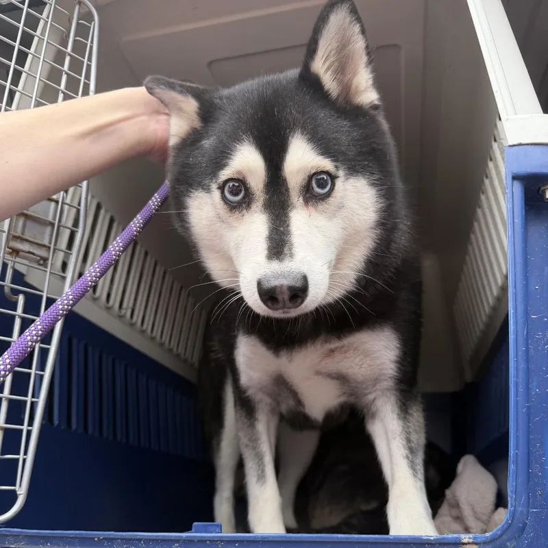 An adult medium-sized female Black Klee Kai dog named Ann for adoption in Northbrook, IL