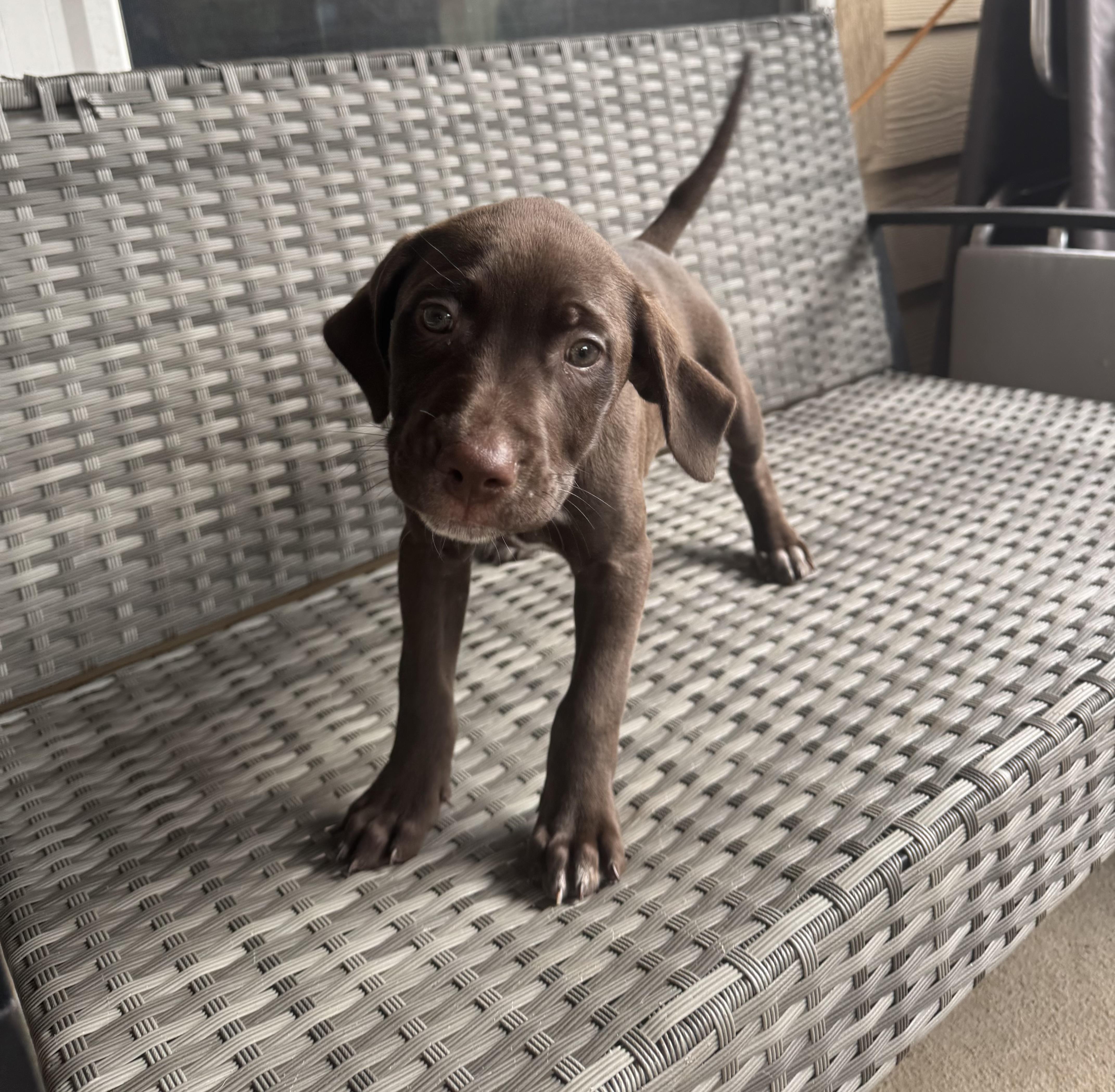 A baby medium-sized male Dalmatian dog named Bear for adoption in San Antonio, TX