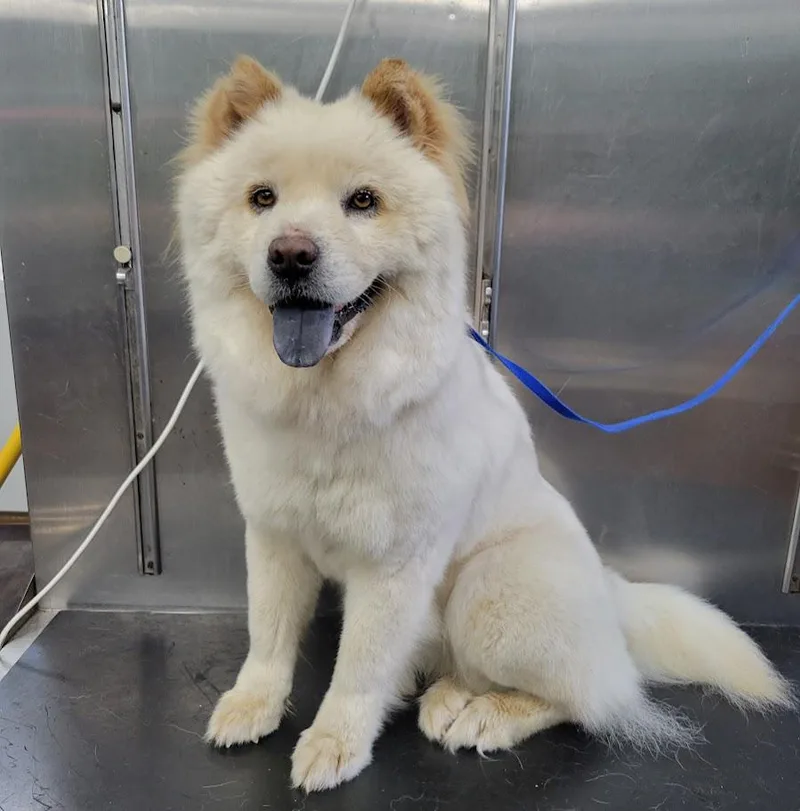 An adult medium-sized female White / Cream Chow Chow dog named CC aka Doop Doop for adoption in Lisbon, OH