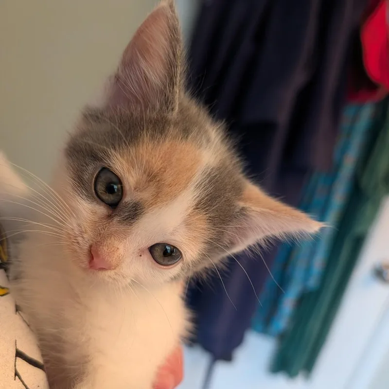 A baby small-sized female White Domestic Short Hair cat named Damask in Frederick for adoption in Alexandria, VA