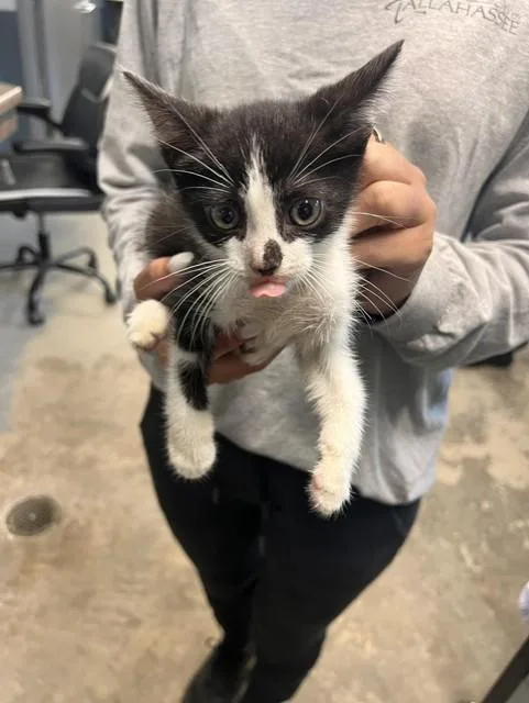 A baby small-sized male Domestic Short Hair cat named Fin for adoption in Tallahassee, FL