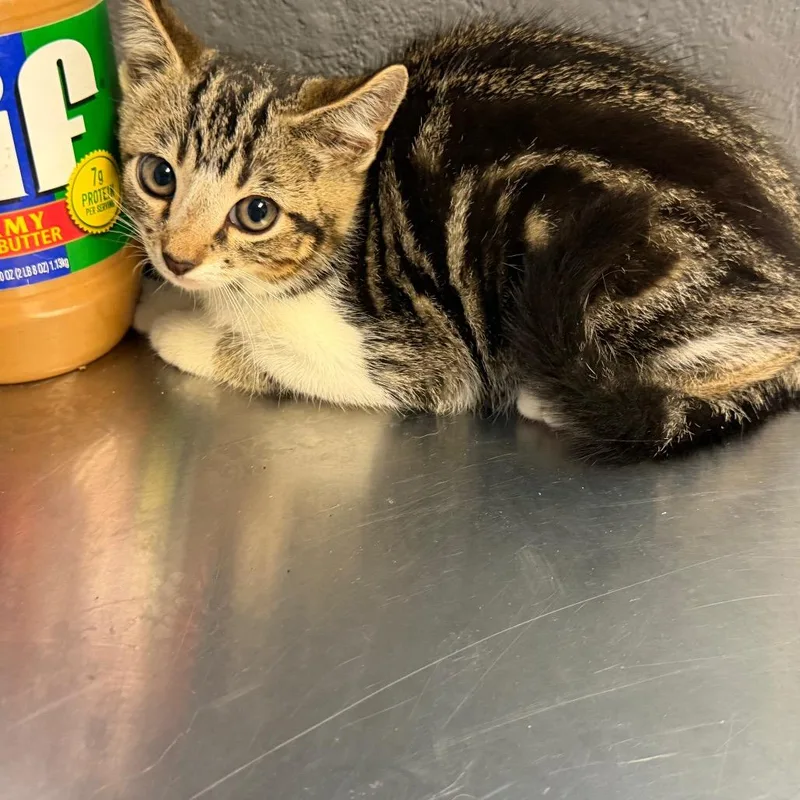 A baby small-sized female Gray / Blue / Silver Domestic Short Hair cat named TUSCStray for adoption in Tuscaloosa, AL