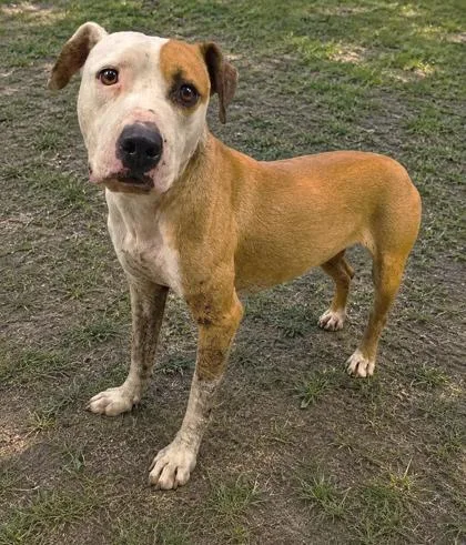 A young medium-sized female Golden Pit Bull Terrier dog named Sissy for adoption in Inverness, FL