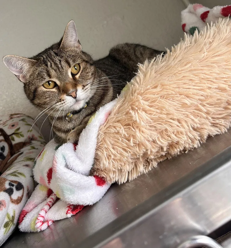 A young medium-sized female Tabby cat named Violet CCHS for adoption in Locust Grove, GA