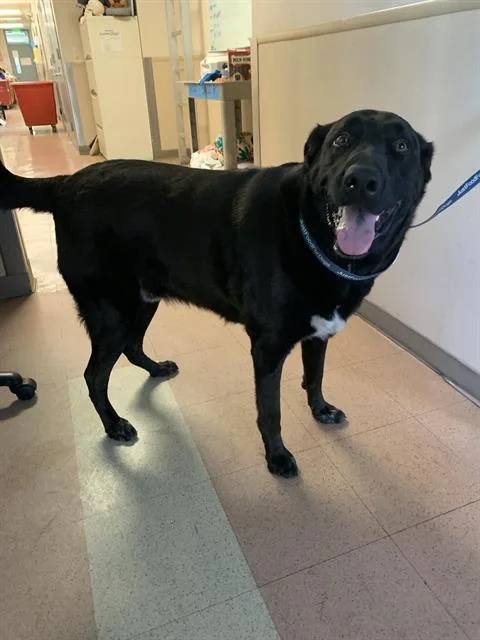 An adult large-sized male Labrador Retriever dog named Spooky for adoption in San Jose, CA