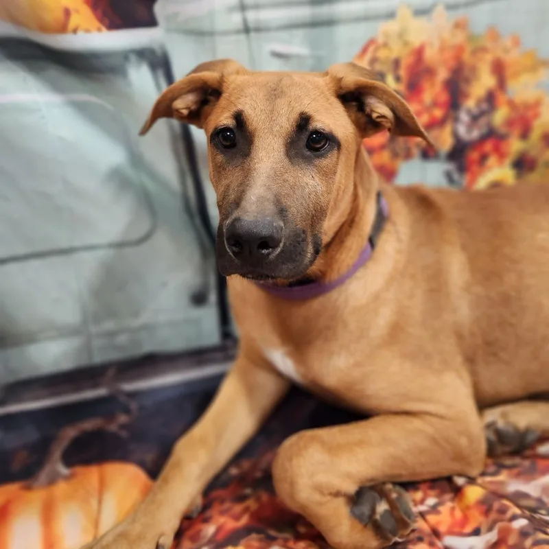 Lavender Rose Jum thumbnail 2