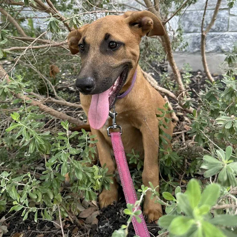 Lavender Rose Jum thumbnail 3