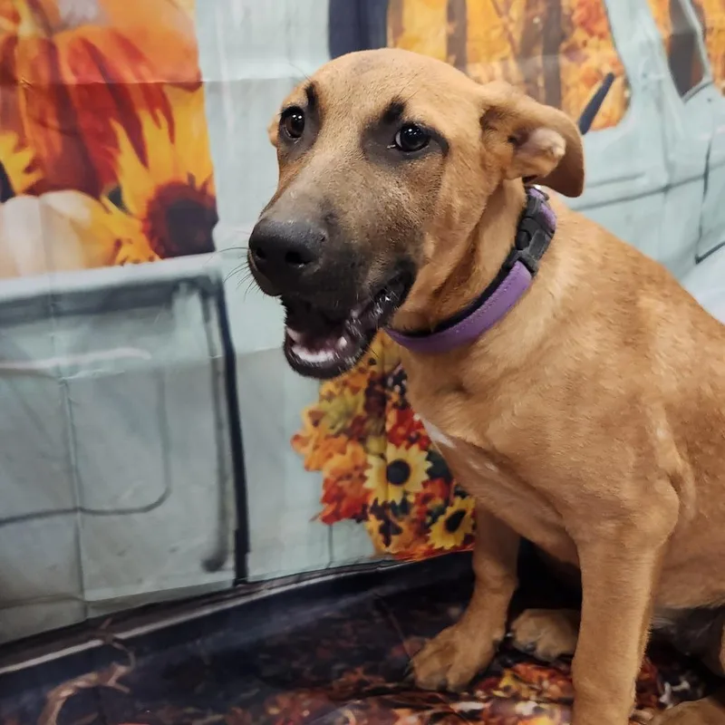 Lavender Rose Jum thumbnail 5