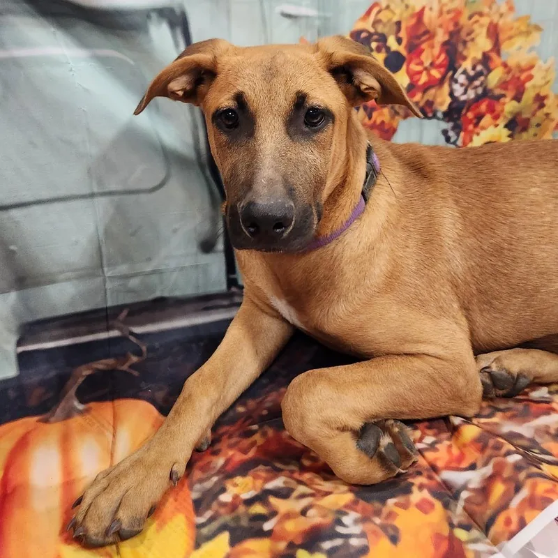 Lavender Rose Jum thumbnail 6