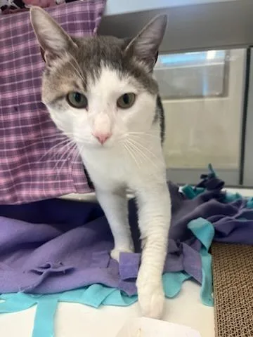 A young medium-sized male White Domestic Short Hair cat named Vega for adoption in Manassas, VA