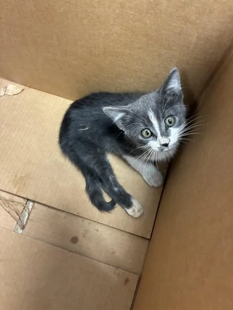 A baby small-sized male Domestic Short Hair cat named Arlo for adoption in San Jose, CA