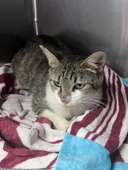 An adult small-sized female Domestic Short Hair cat named Violet for adoption in Houston, TX