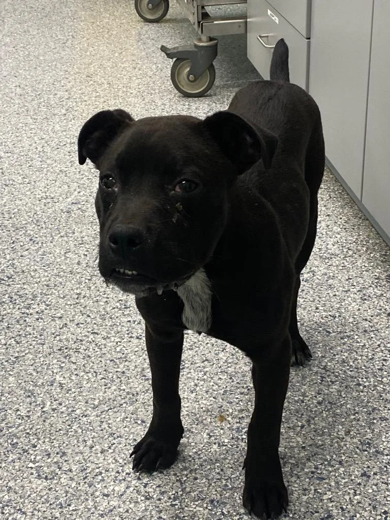 A baby medium-sized male Terrier dog named Homer for adoption in Athens, TN