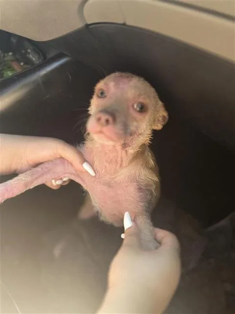 An adult small-sized male Chihuahua dog named Simba for adoption in San Antonio, TX
