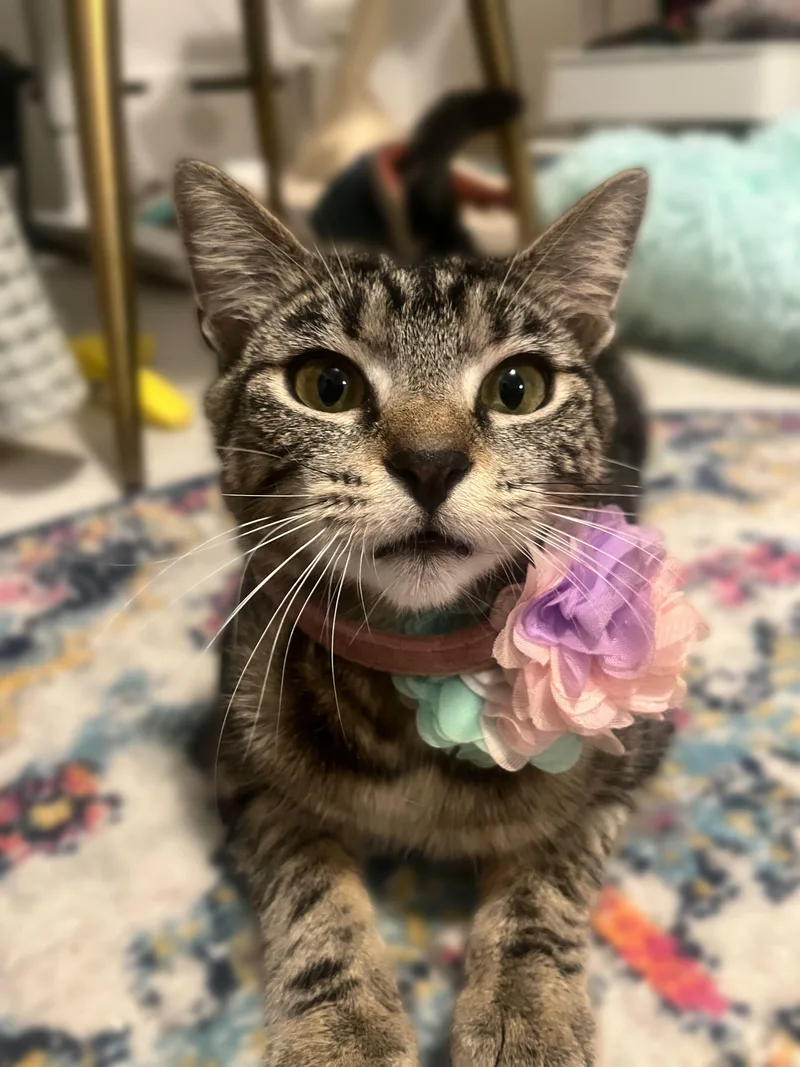 Gummy Bear thumbnail 3