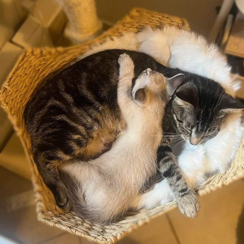 Gummy Bear thumbnail 4