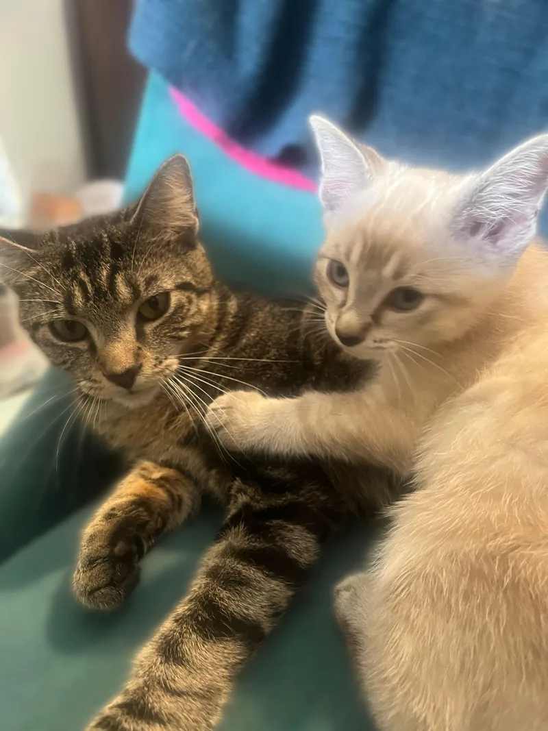 A young medium-sized female Domestic Short Hair cat named Gummy Bear for adoption in Long Island City, NY