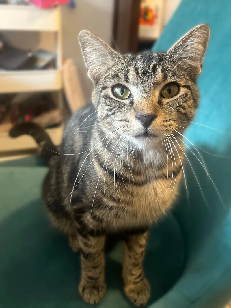 Gummy Bear thumbnail 5