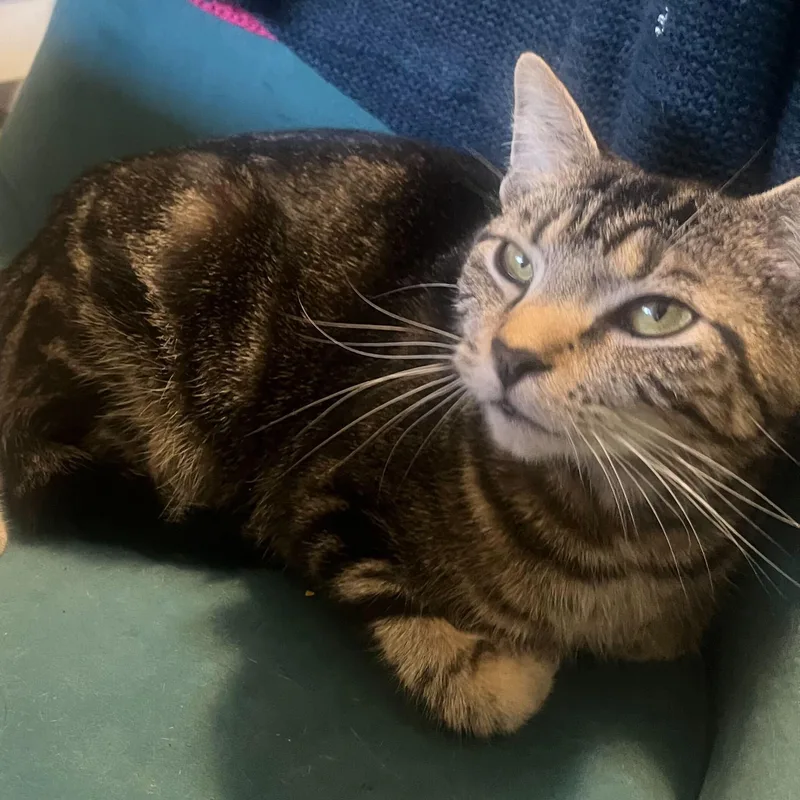 Gummy Bear thumbnail 6