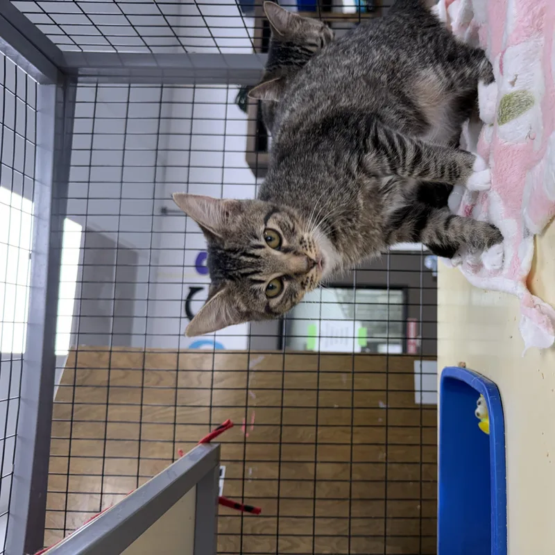 A young medium-sized female Tabby (Gray / Blue / Silver) Tabby cat named Lucy for adoption in Senatobia, MS