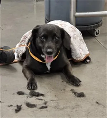 A young large-sized female Dachshund dog named Eden for adoption in Phoenix, AZ