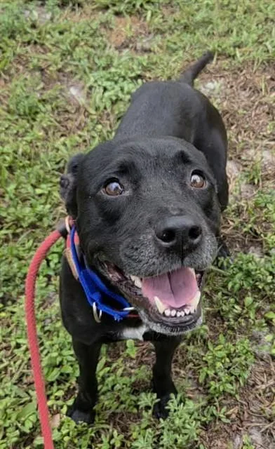 An adult large-sized female Labrador Retriever dog named Toph for adoption in Fort Lauderdale, FL
