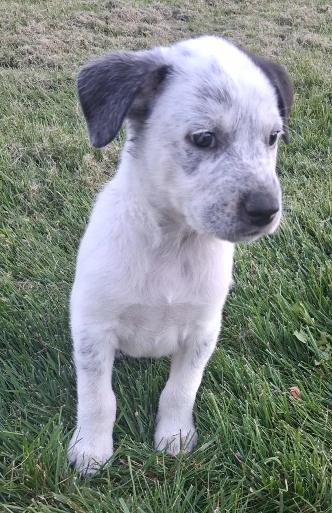 A baby medium-sized male Cattle Dog dog named Lunar for adoption in Thompson Falls, MT