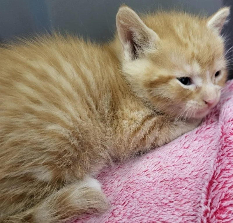 A baby medium-sized male Domestic Short Hair cat named Simon for adoption in Medford, WI