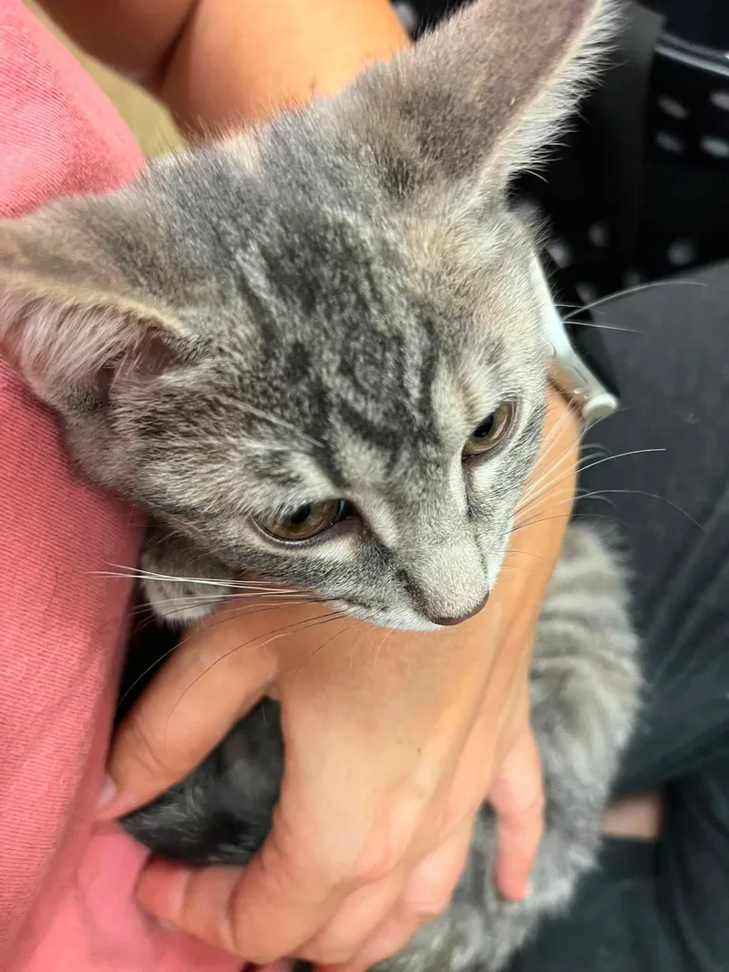 A baby medium-sized female Tabby (Gray / Blue / Silver) Domestic Short Hair cat named Luna for adoption in Findlay, OH