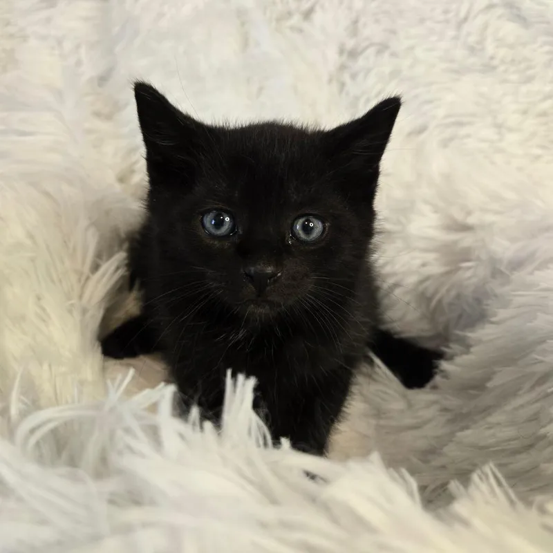 A baby small-sized male Black Domestic Short Hair cat named Apollo In Parsonsburg  for adoption in Alexandria, VA