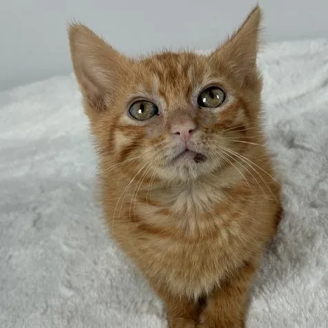 A baby small-sized male Orange / Red Domestic Short Hair cat named Oj for adoption in Johnson City, TN