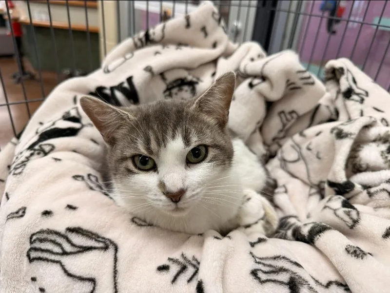 An adult medium-sized female Domestic Short Hair cat named Violet for adoption in Hamilton, OH