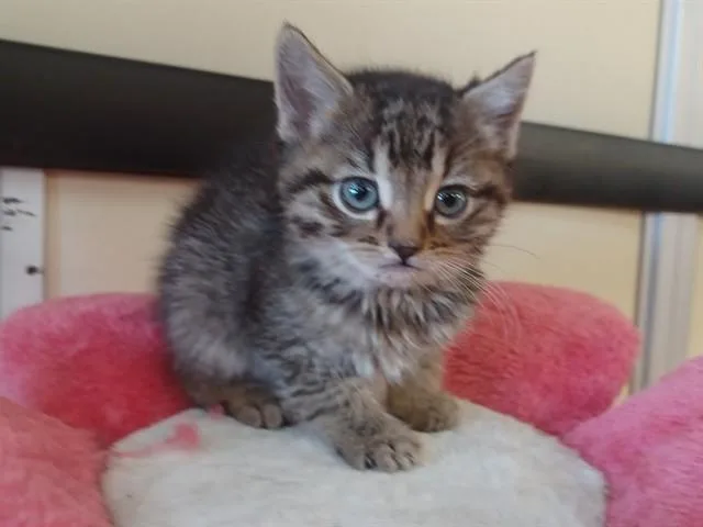 A baby small-sized female Domestic Short Hair cat named Luna for adoption in Lancaster, CA