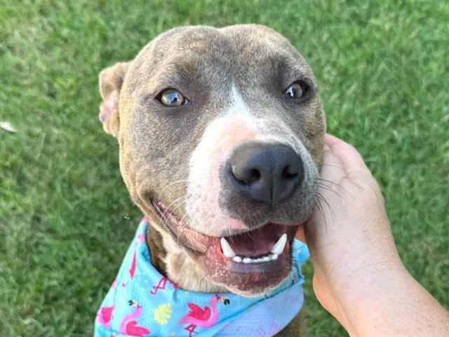 A young medium-sized female Mixed Breed dog named Nala for adoption in Haw River, NC