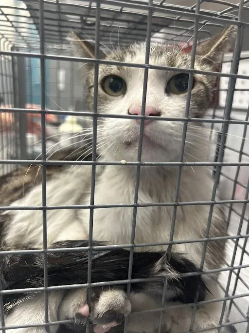 An adult medium-sized male Domestic Short Hair cat named Guy for adoption in Las Vegas, NV