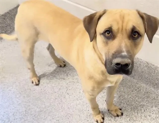 A young large-sized male Labrador Retriever dog named Bobo for adoption in Houston, TX