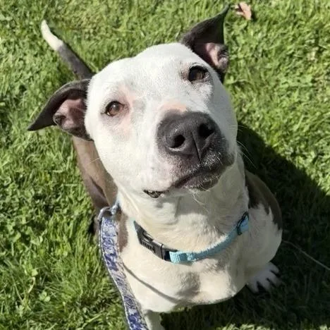 An adult medium-sized female White / Cream Mixed Breed dog named Thelma for adoption in Middletown, RI