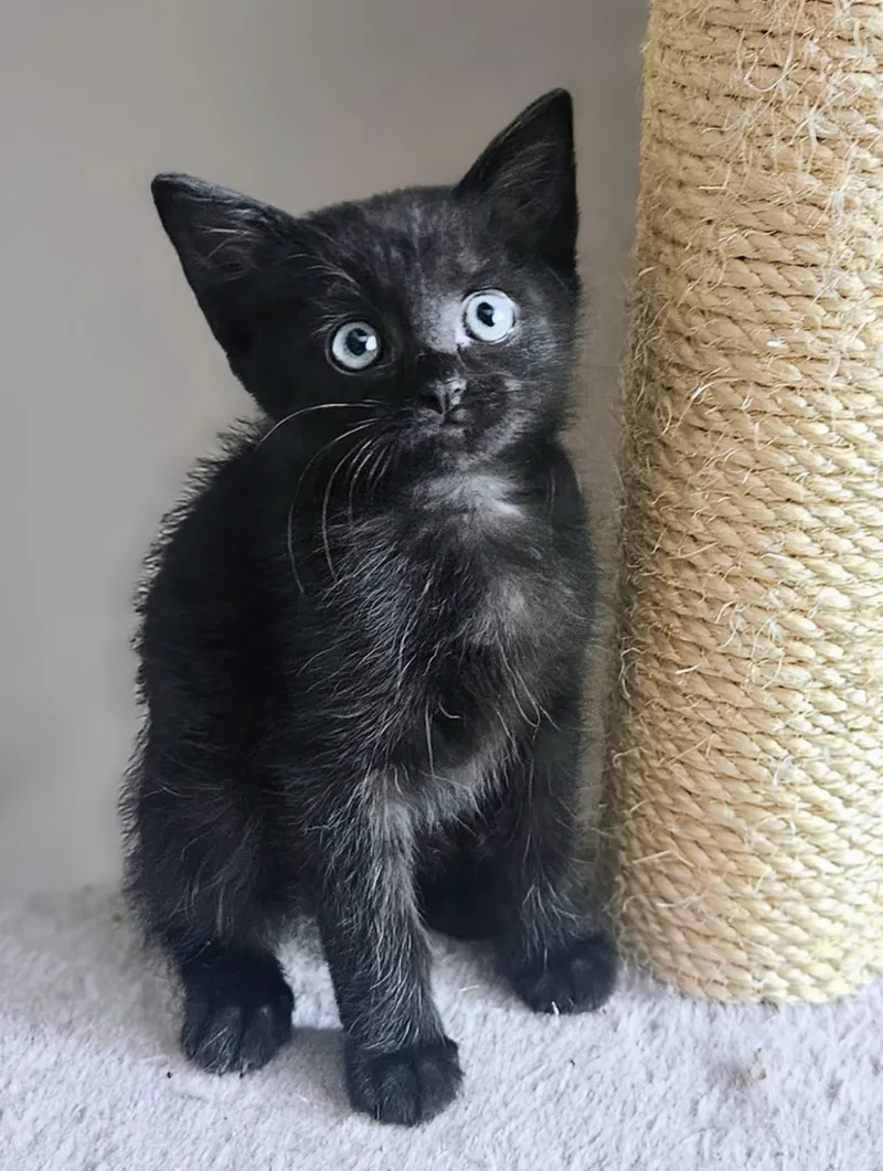 A baby small-sized male Black Domestic Short Hair cat named Chester Rancho Cucamonga for adoption in Yorba Linda, CA