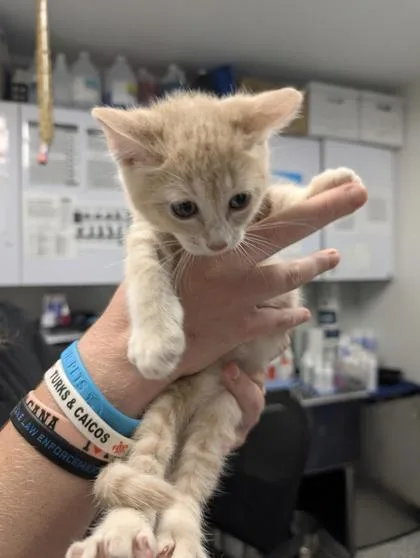 A baby small-sized female Domestic Short Hair cat named Fiona for adoption in West Chester, PA