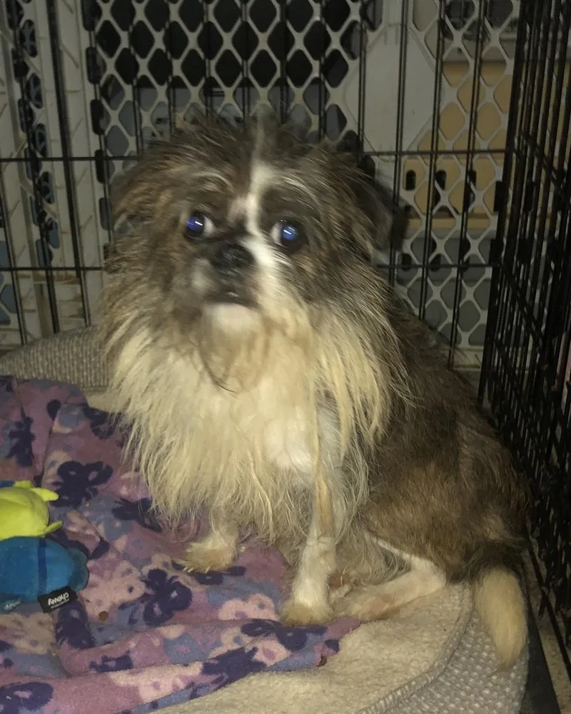 A young small-sized male Shih Tzu dog named Casey Hadley for adoption in Saunderstown, RI