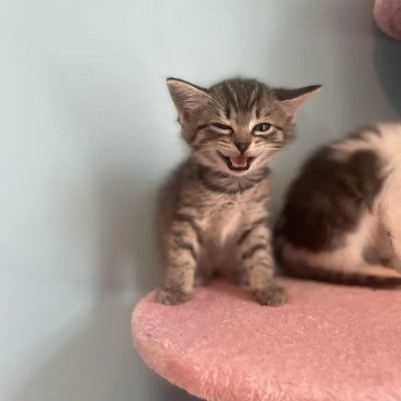 A baby small-sized female Brown / Chocolate Domestic Short Hair cat named Mosaic for adoption in Fairfax Station, VA