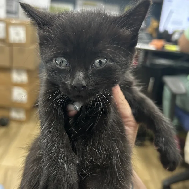 A baby small-sized male Black Domestic Short Hair cat named Louie for adoption in Newark, NJ